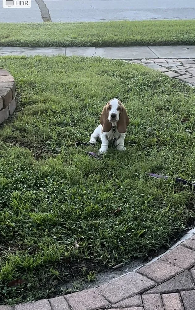 Top-rated landscape installation for outdoor upgrades in Clearwater, FL by Hunter's Landscaping & Lawn Maintenance
