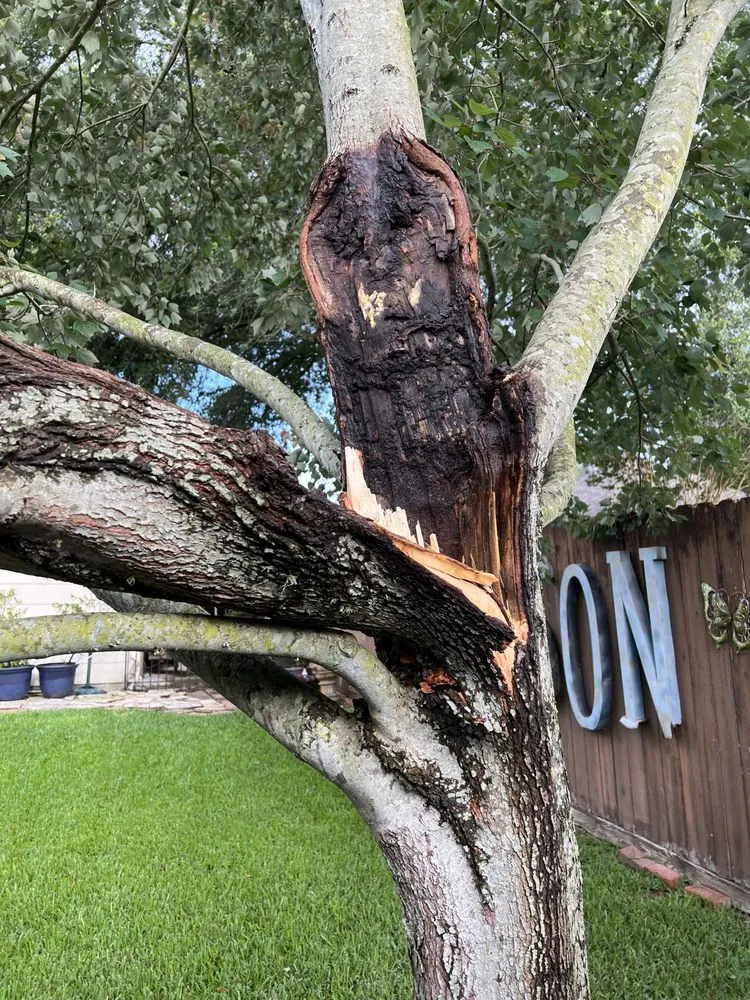 Professional landscape installation in Dickinson, TX by Hunter's Tree Service