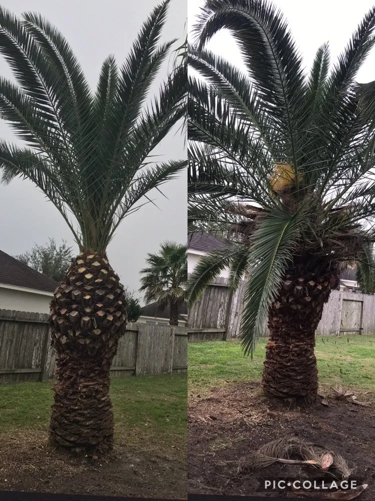 Reliable garden landscaping in Dickinson, TX by Hunter's Tree Service