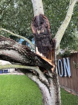 Hunter's Tree Service