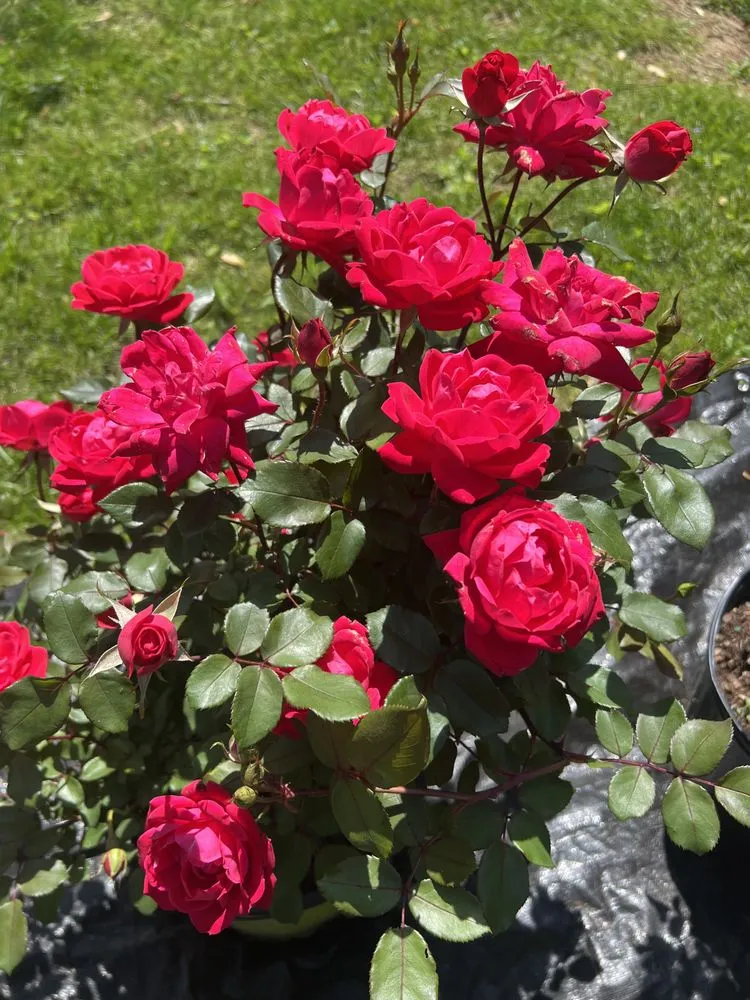 Professional landscape installation experts serving Vonore, TN - Huntoon’s Landscaping