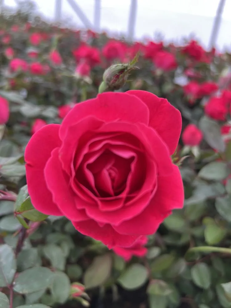 Custom garden landscaping for year-round maintenance across Vonore, TN - Huntoon’s Landscaping