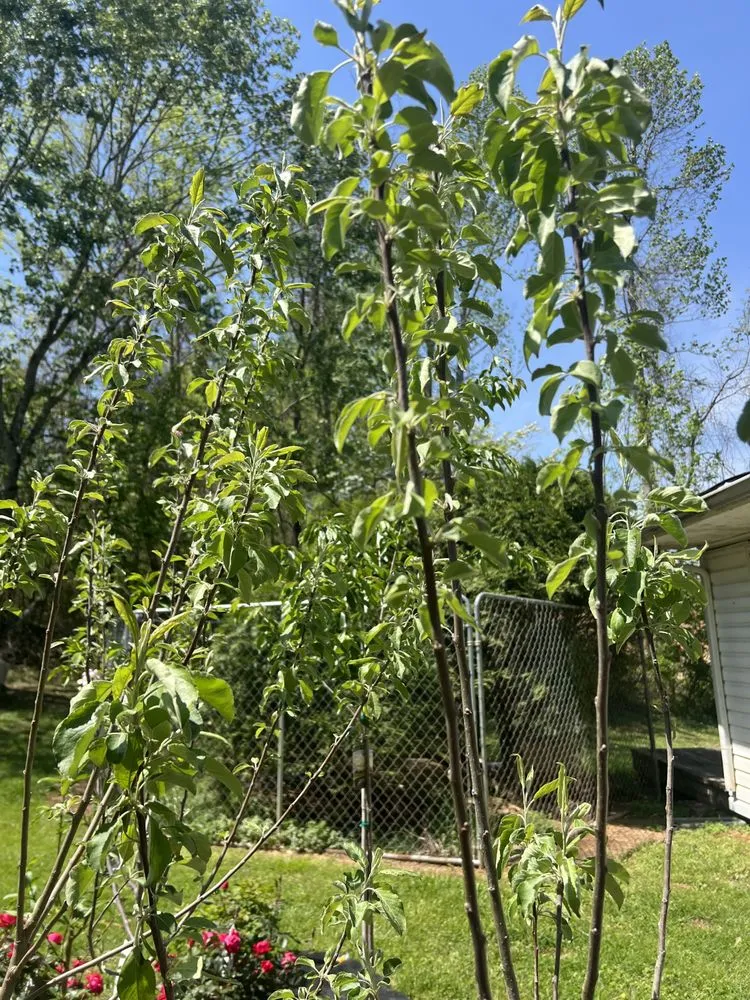 Affordable landscaping services in Vonore, TN - Huntoon’s Landscaping