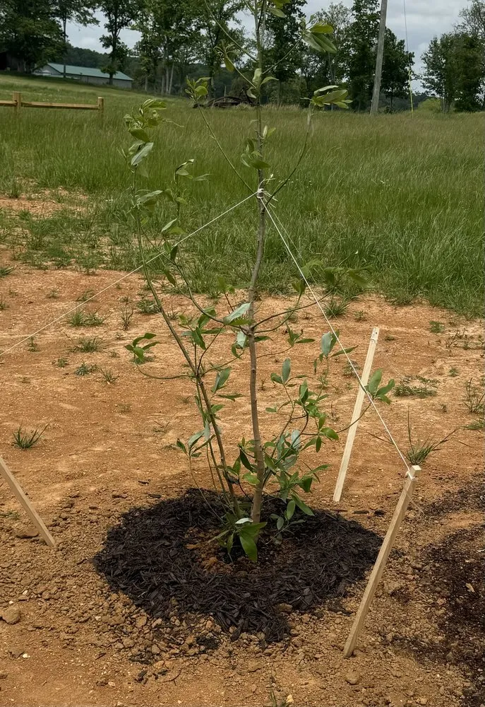 Affordable residential landscaping for year-round maintenance in Vonore, TN by Huntoon’s Landscaping