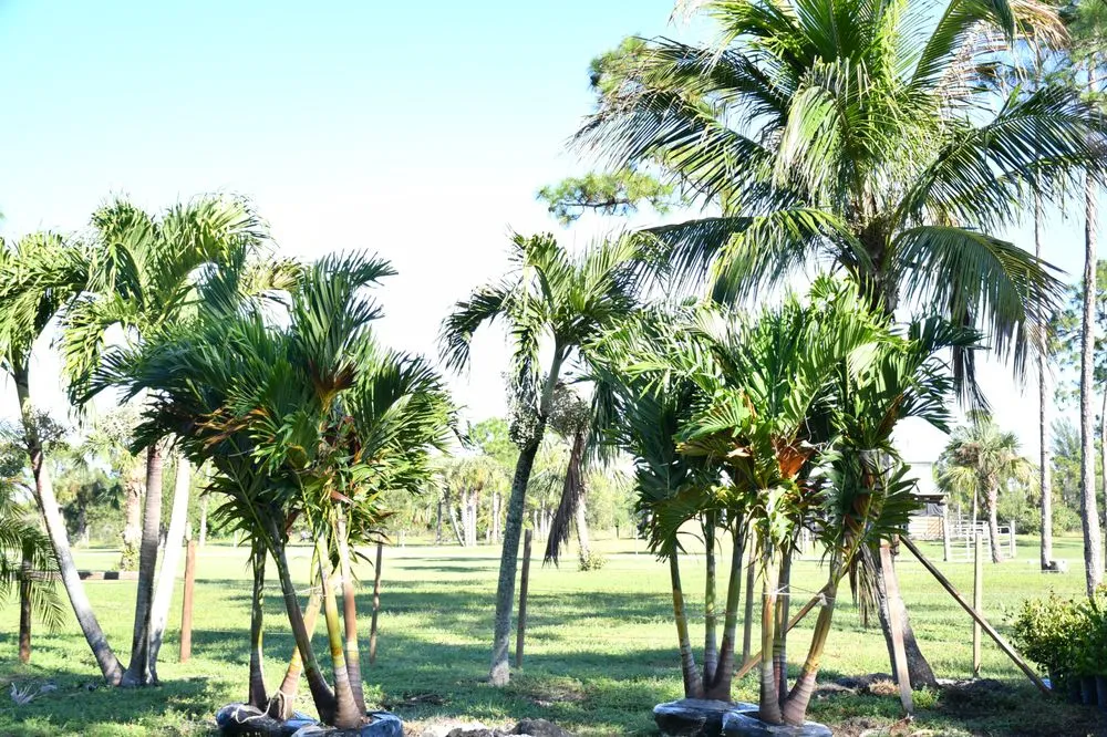 Professional outdoor landscaping experts serving Cape Coral, FL - Hunt's Landscaping