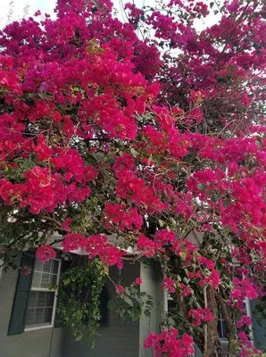 Hunt's Sodding & Landscaping