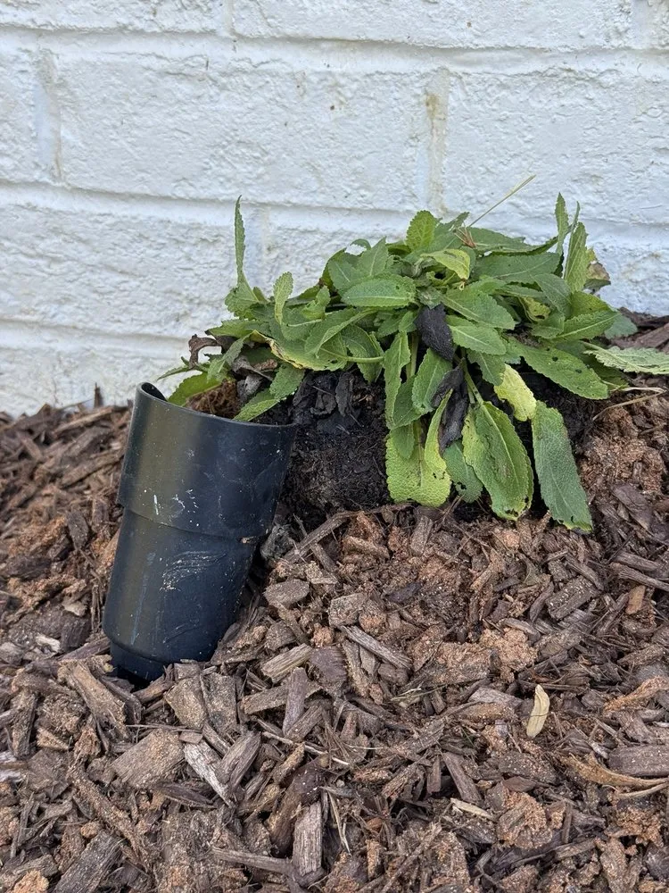 Expert landscaping services in Raleigh, NC - HuntScapes