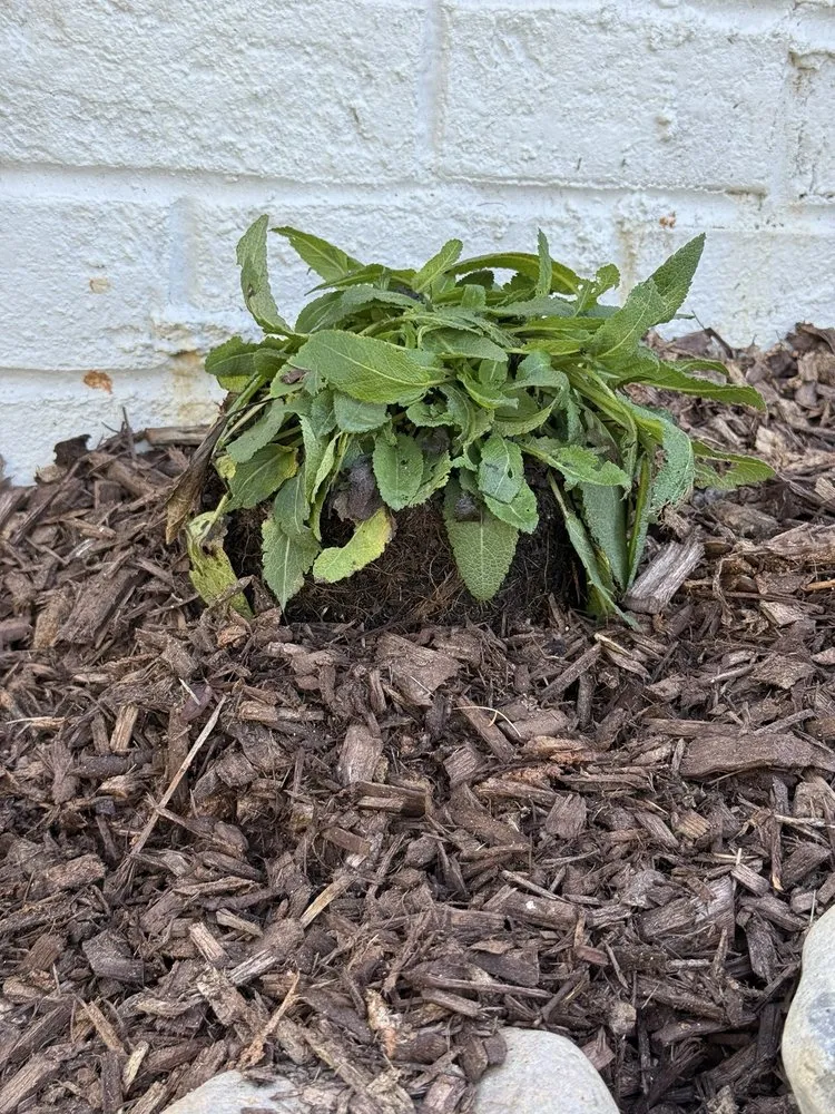 Custom lawn mowing service in Raleigh, NC - HuntScapes