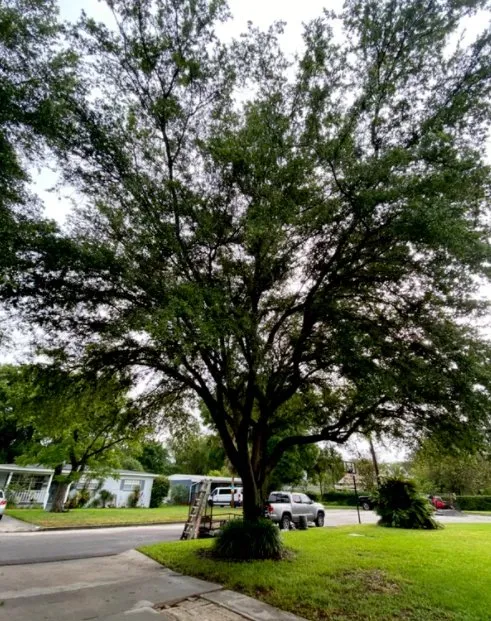 Reliable yard maintenance in Longwood, FL - Hurricane Landscaping & Tree Trimming