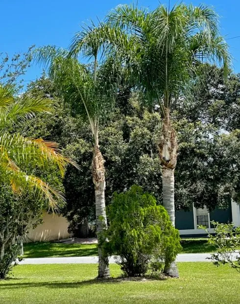Expert landscape design for beautiful yards across Longwood, FL - Hurricane Landscaping & Tree Trimming