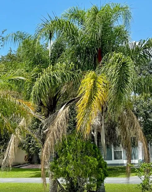 Expert landscape installation for beautiful yards across Longwood, FL - Hurricane Landscaping & Tree Trimming