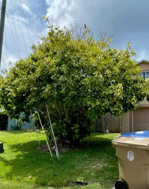 Trusted landscaping services for homes across Longwood, FL - Hurricane Landscaping & Tree Trimming