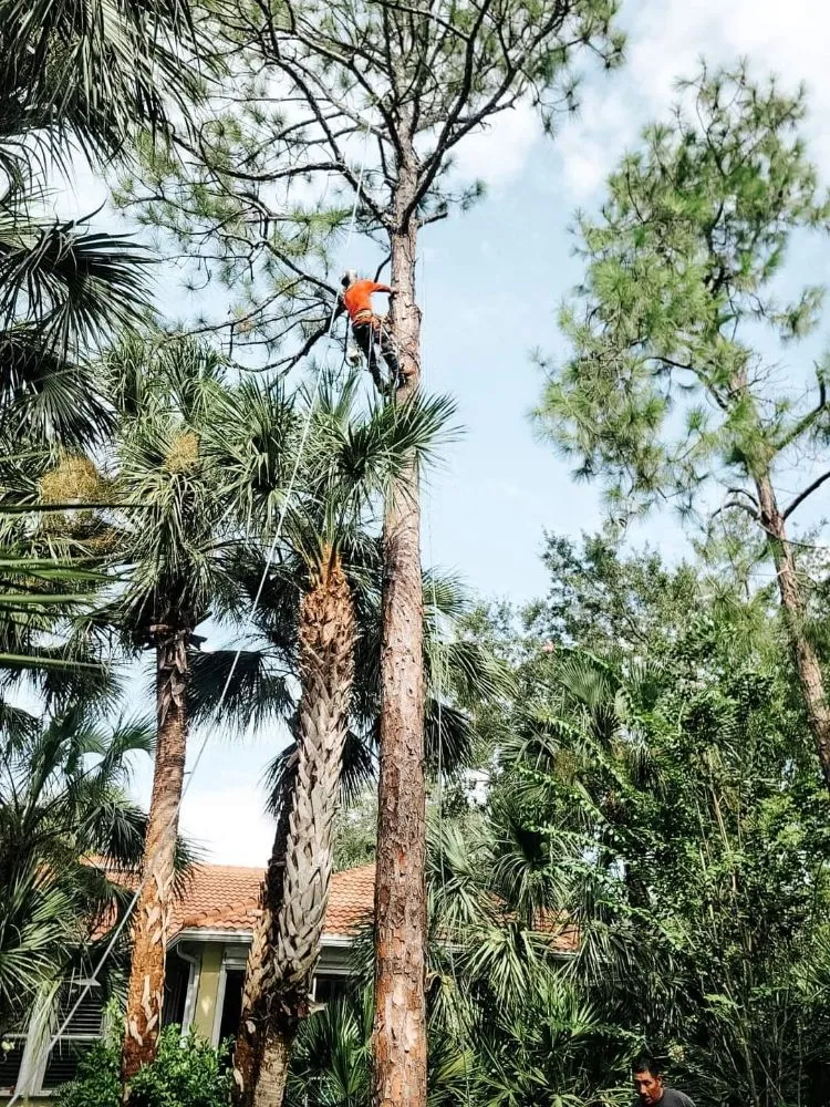 Top-rated residential landscaping in Naples, FL by Hurricane Tree Service And Landscaping