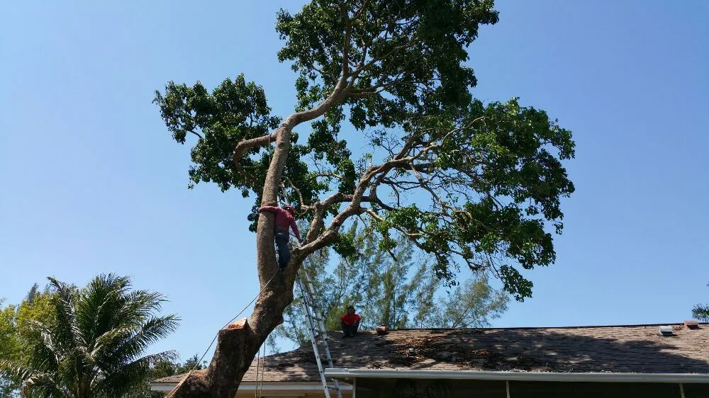 Top-rated lawn care service experts serving Naples, FL - Hurricane Tree Service And Landscaping