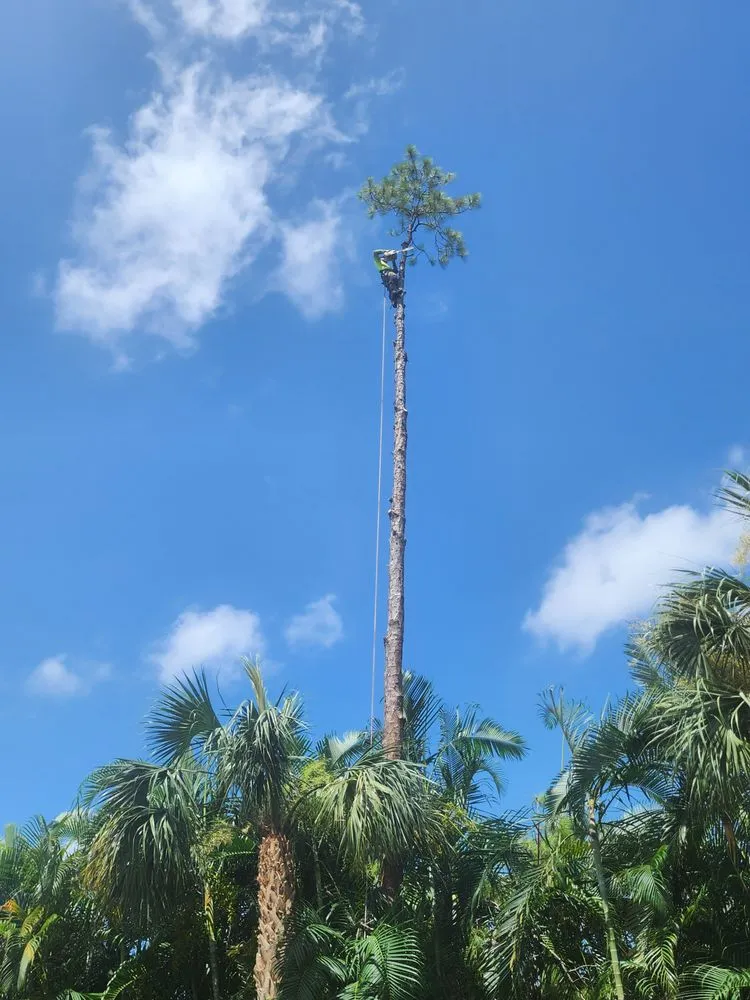 Affordable lawn care service in Naples, FL by Hurricane Tree Service And Landscaping