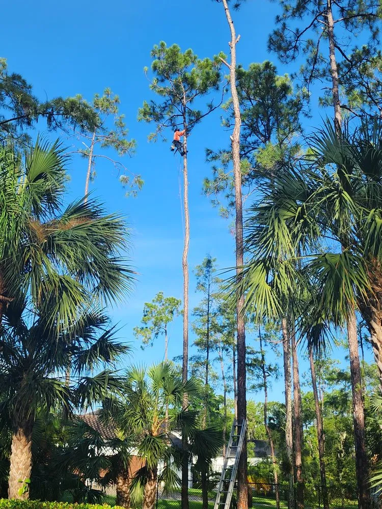 Trusted lawn care service in Naples, FL by Hurricane Tree Service And Landscaping