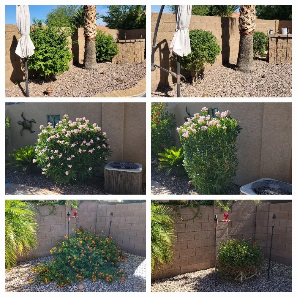 Expert residential landscaping in Maricopa, AZ - Husband & Wife Landscape Team