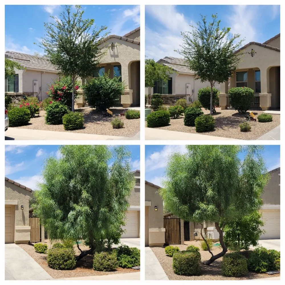 Professional yard cleanup service near you across Maricopa, AZ - Husband & Wife Landscape Team