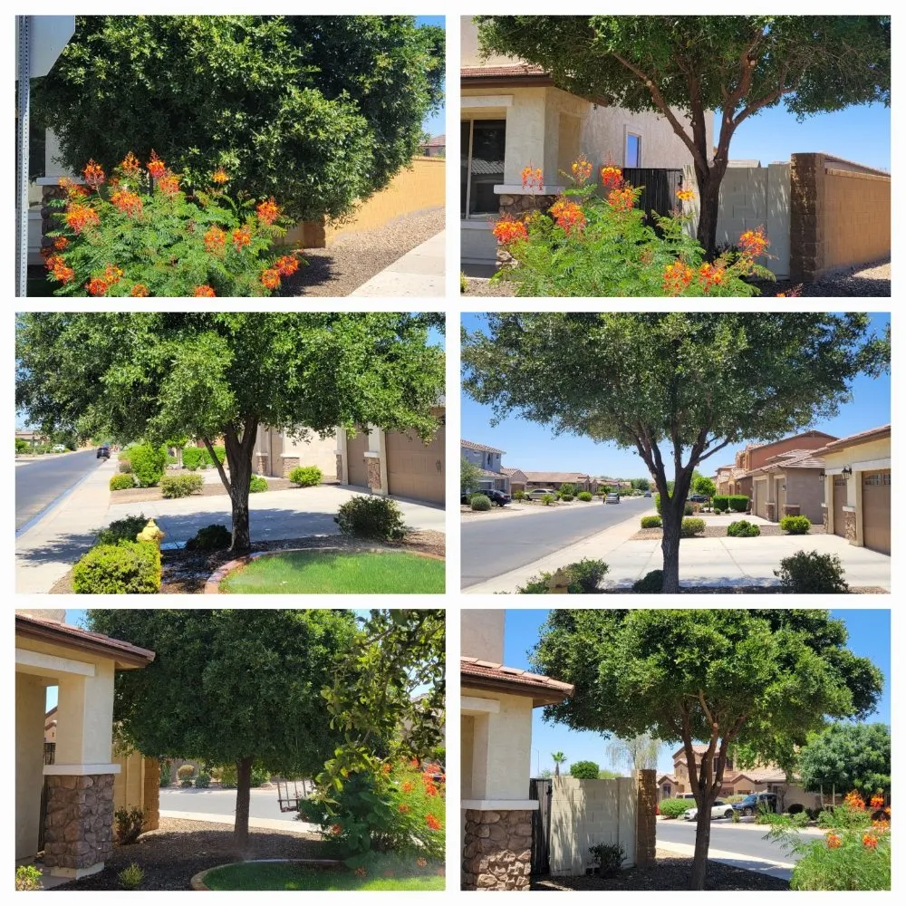 Professional lawn care service in Maricopa, AZ - Husband & Wife Landscape Team