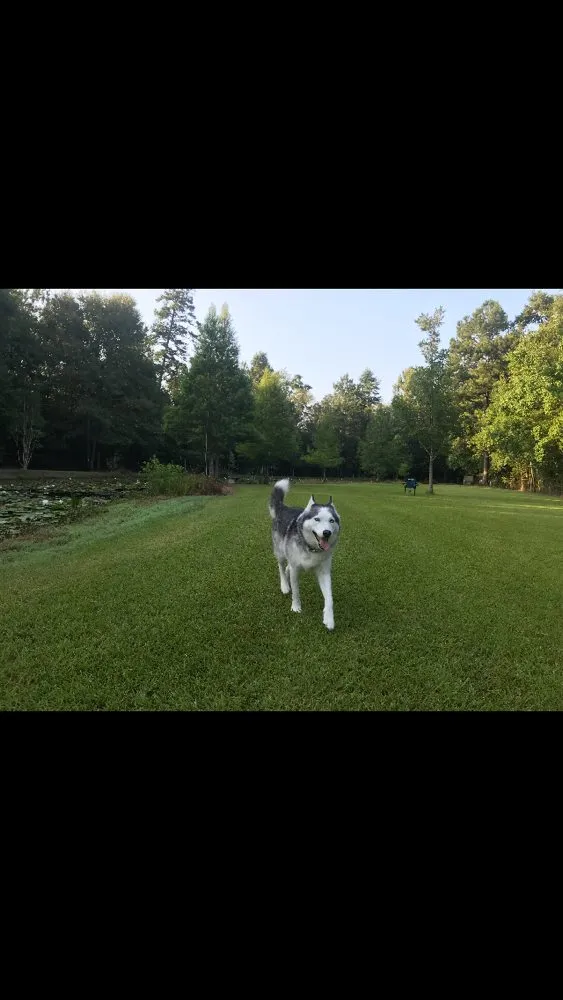 Custom lawn care service experts serving Walker, LA - Husky Lawn Service
