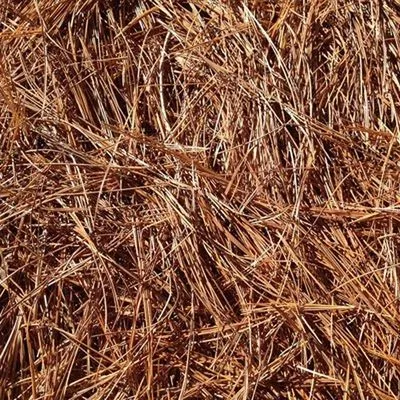 Husky Pine Straw Logo