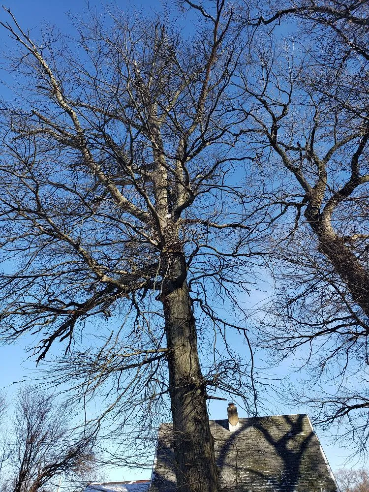 Top-rated yard maintenance for beautiful yards across New Castle, DE - Hustead And Sons Tree Service