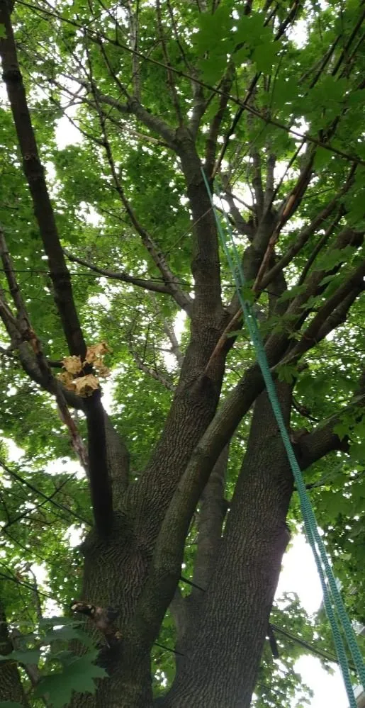 Trusted residential landscaping in New Castle, DE by Hustead And Sons Tree Service