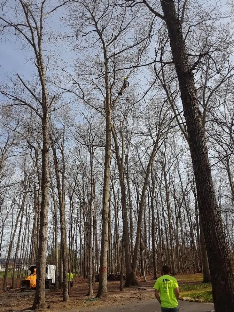 Custom landscape installation for year-round maintenance across New Castle, DE - Hustead And Sons Tree Service