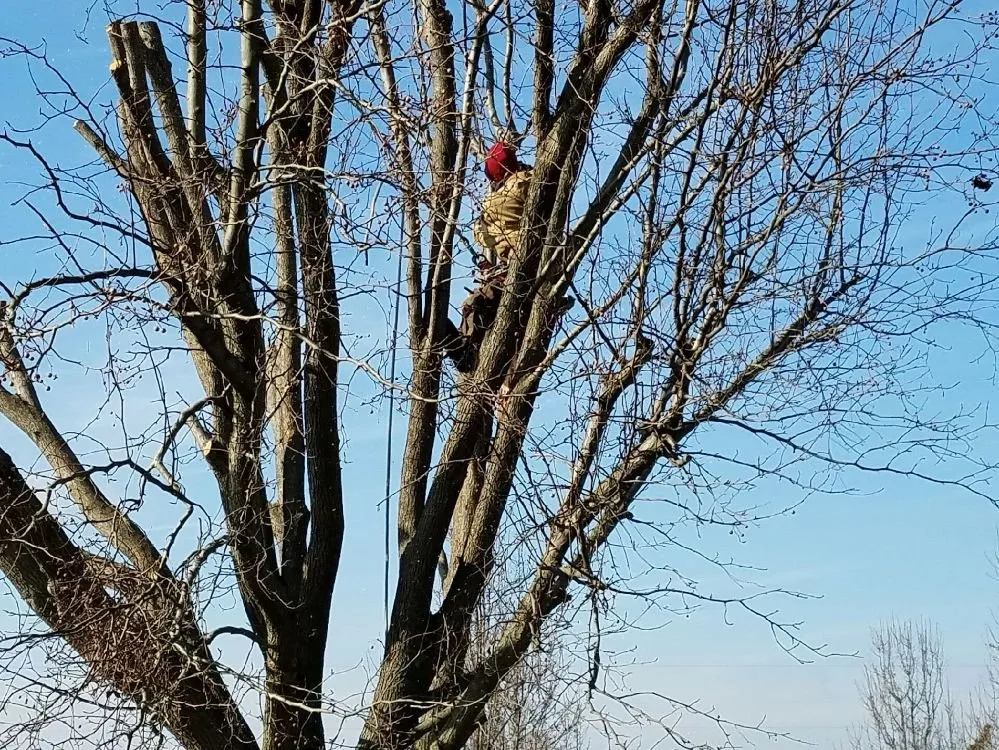 Professional yard maintenance in New Castle, DE by Hustead And Sons Tree Service