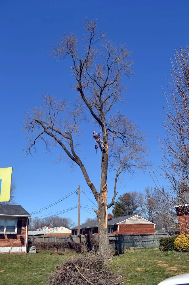 Local lawn care service experts serving New Castle, DE - Hustead And Sons Tree Service
