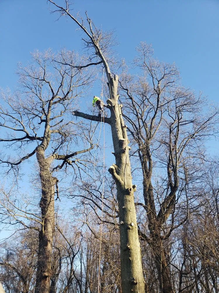 Trusted lawn care service in New Castle, DE by Hustead And Sons Tree Service