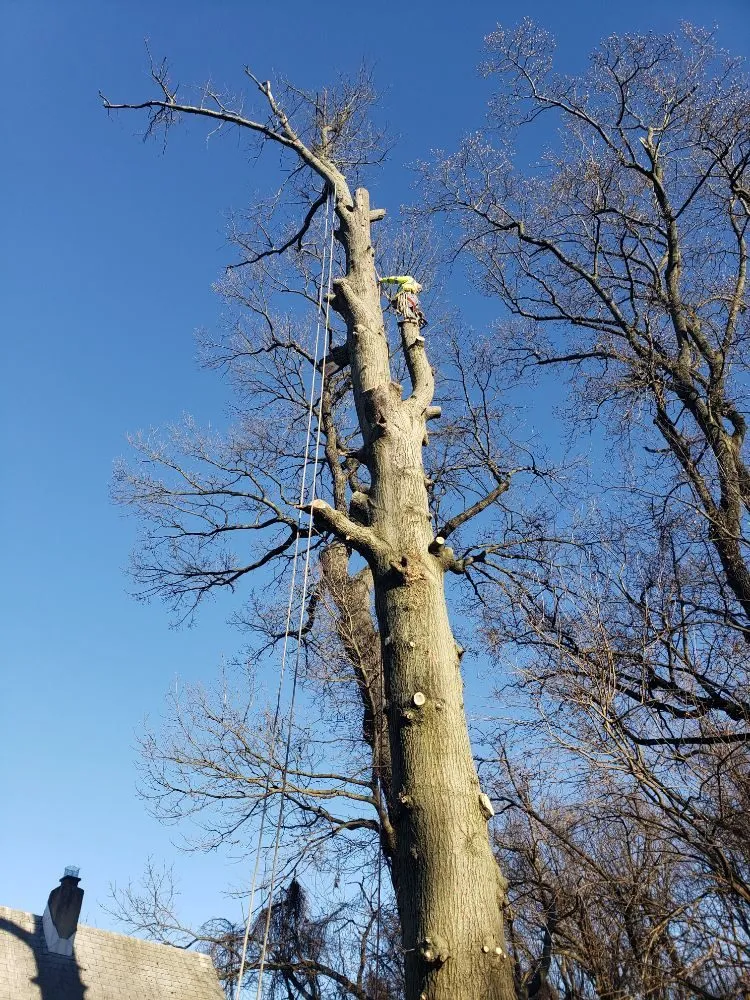 Top-rated yard maintenance near you across New Castle, DE - Hustead And Sons Tree Service