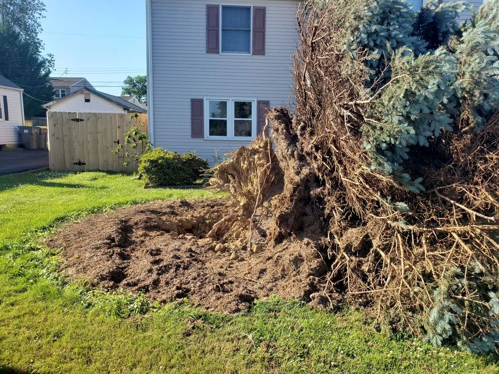 Trusted lawn mowing service experts serving New Castle, DE - Hustead And Sons Tree Service