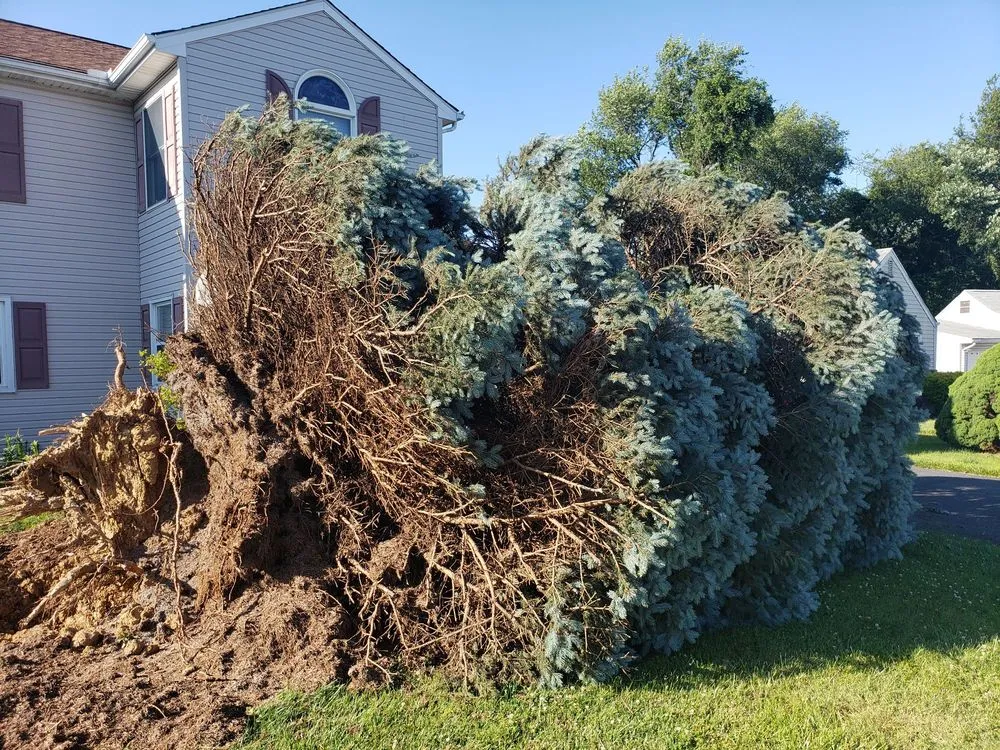 Trusted landscaping services for homes across New Castle, DE - Hustead And Sons Tree Service