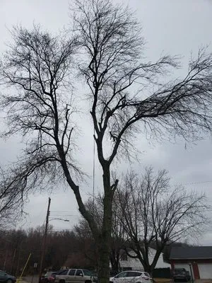 Hustead And Sons Tree Service Logo