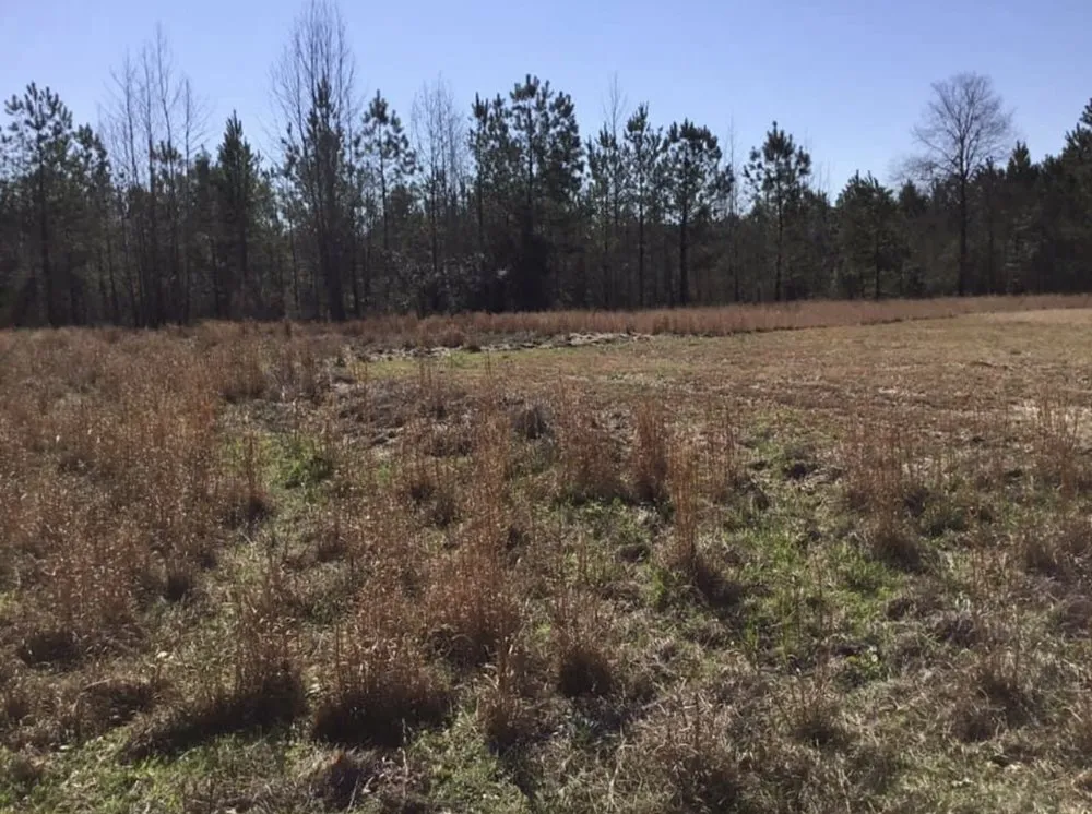 Professional landscaping services for outdoor upgrades in Hopkins, SC by Hustle Husbands