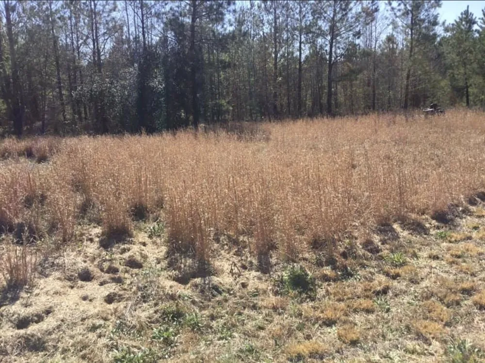 Professional landscaping services in Hopkins, SC - Hustle Husbands