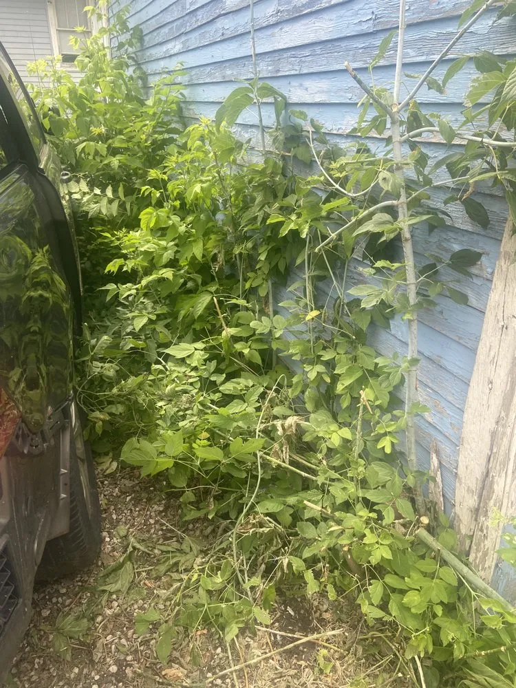 Expert yard maintenance for beautiful yards across Milwaukee, WI - Hustlin Handy Handz