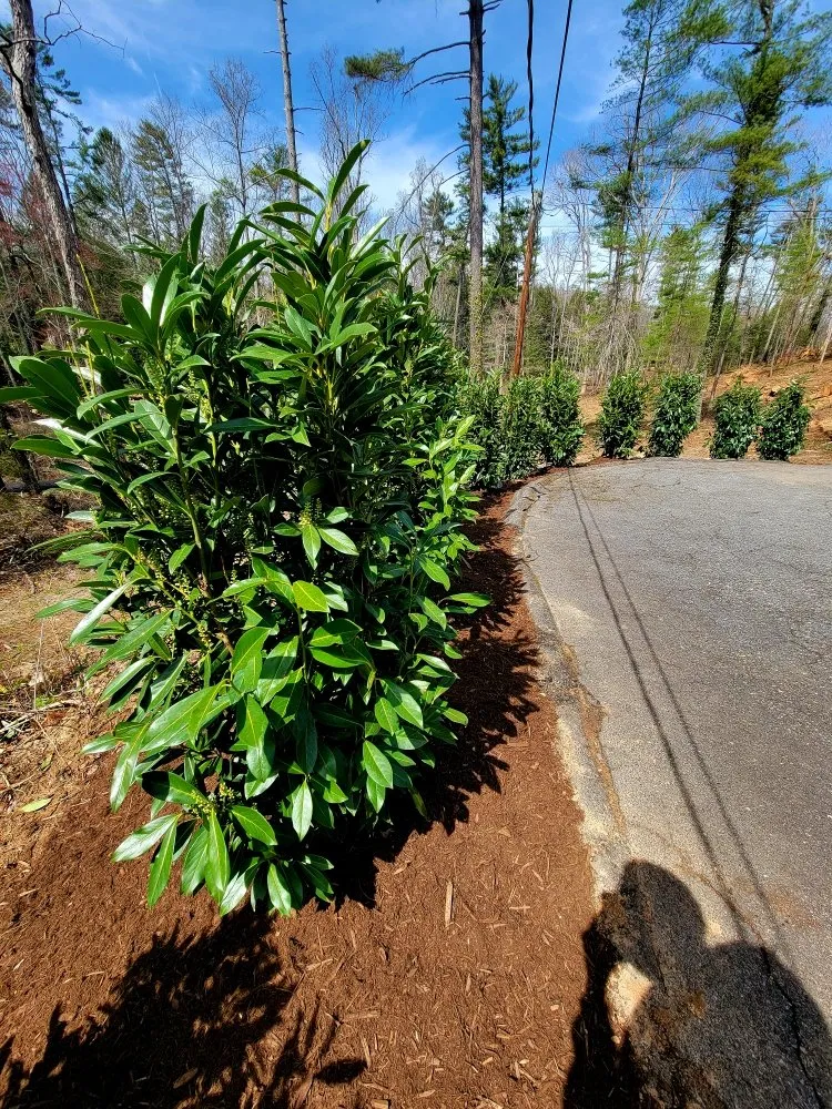 Professional lawn care service in Asheville, NC by Hutch 'N Son