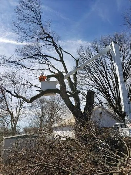 Custom yard cleanup service near you in Decatur, IL by Hutchins Tree Service