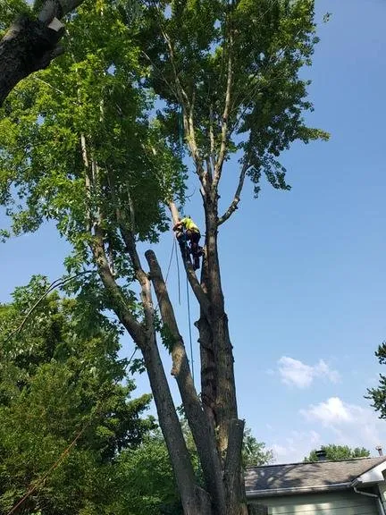 Custom yard cleanup service for outdoor upgrades across Decatur, IL - Hutchins Tree Service