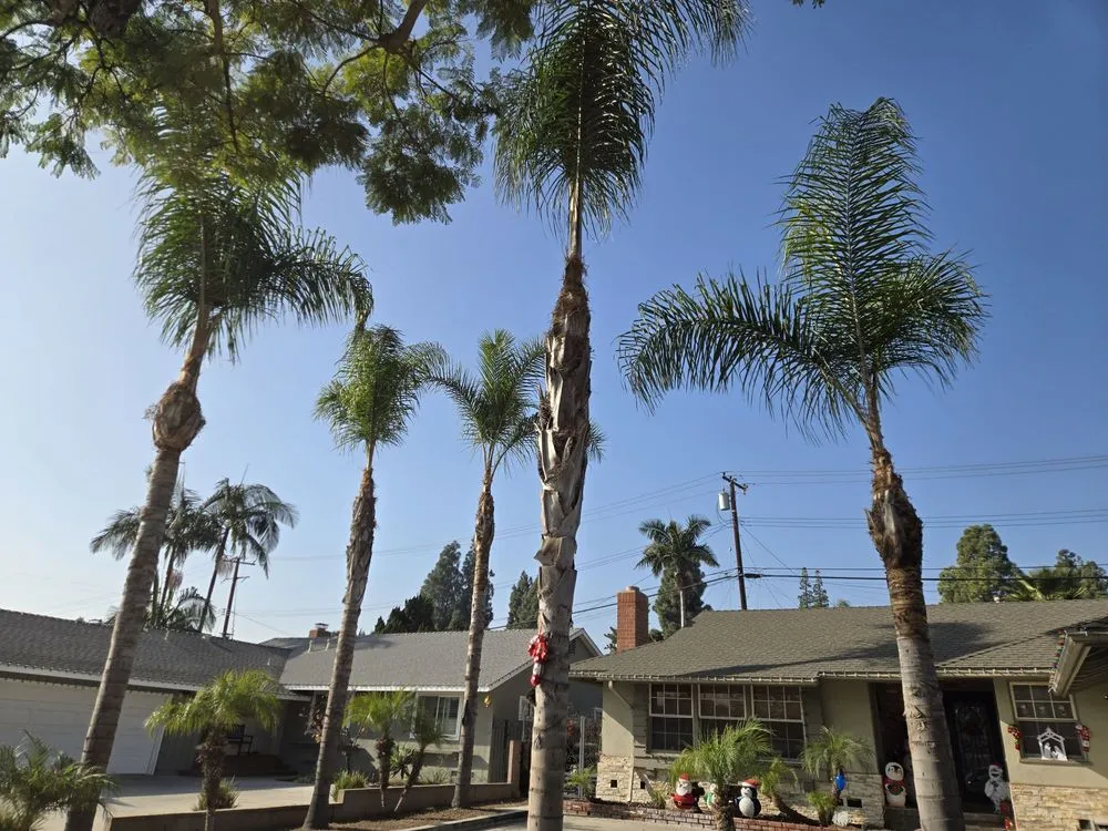 Top-rated yard cleanup service near you in Anaheim, CA by H.V Garden Service