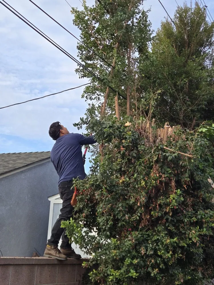 Affordable residential landscaping experts serving Anaheim, CA - H.V Garden Service