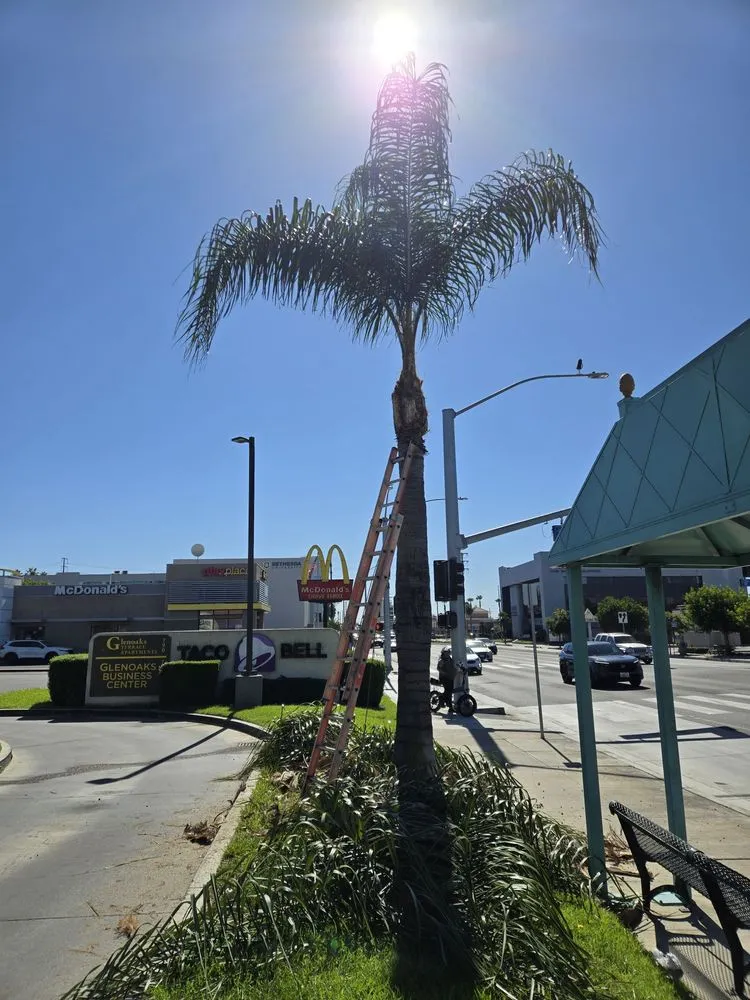 Reliable lawn care service for residential properties across Anaheim, CA - H.V Garden Service