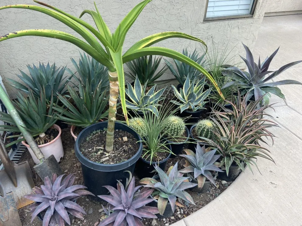 Top-rated lawn care service for residential properties in Escondido, CA by HV Landscaping