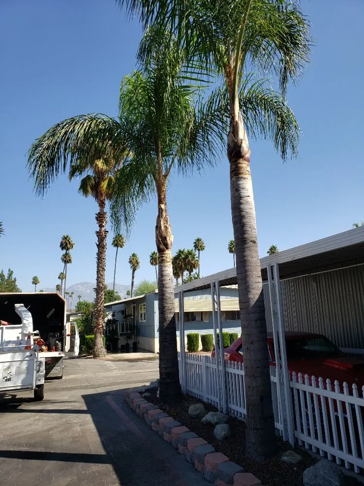 Local lawn care service in Colton, CA - HVA Tree Care