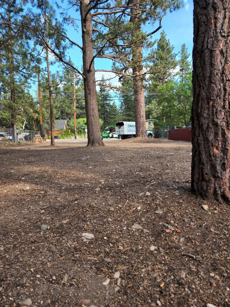 Expert yard cleanup service in Colton, CA by HVA Tree Care