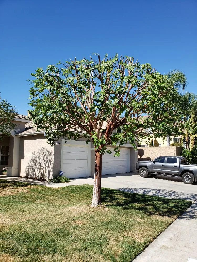 Custom yard cleanup service for year-round maintenance across Colton, CA - HVA Tree Care