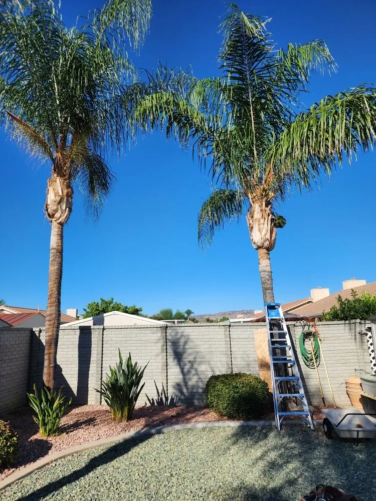 Custom residential landscaping for year-round maintenance across Colton, CA - HVA Tree Care