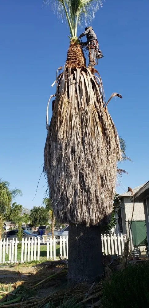 Trusted lawn mowing service for beautiful yards in Colton, CA by HVA Tree Care